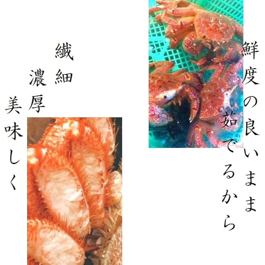 毛蟹　3杯　専用 810A8QaW5FL._AC_SY200_QL15_.jpg
